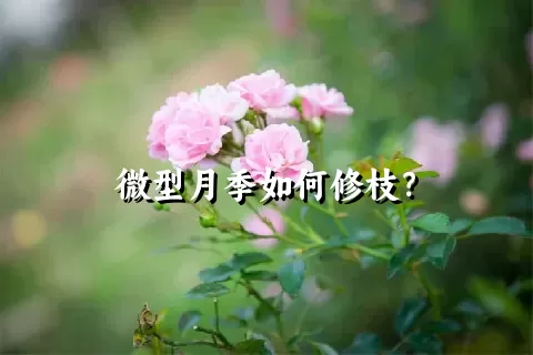 微型月季如何修枝？