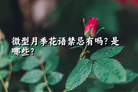 微型月季花语禁忌有吗？是哪些？