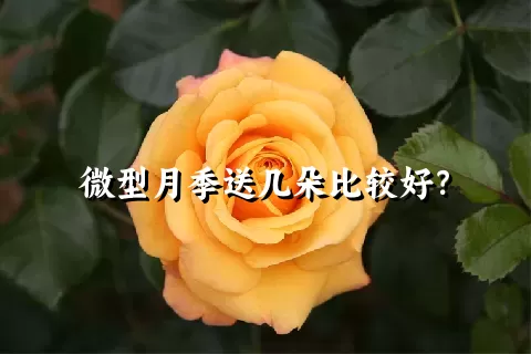 微型月季送几朵比较好？