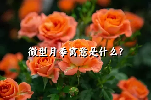 微型月季寓意是什么？