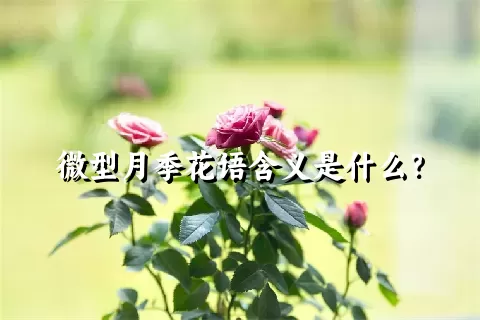 微型月季花语含义是什么？