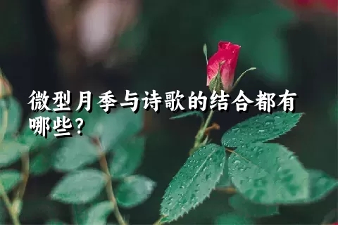 微型月季与诗歌的结合都有哪些？