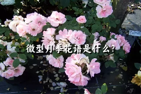 微型月季花语是什么？