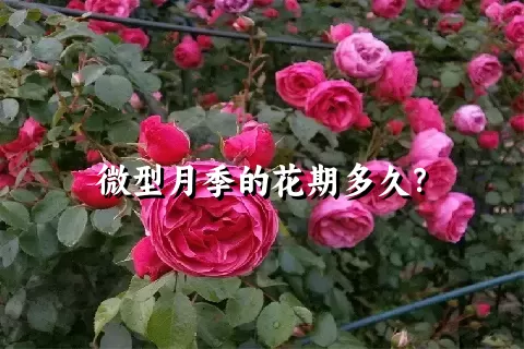 微型月季的花期多久？