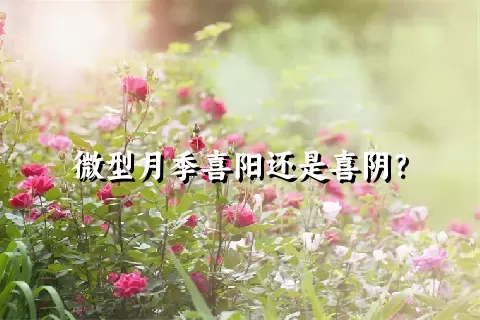 微型月季喜阳还是喜阴？