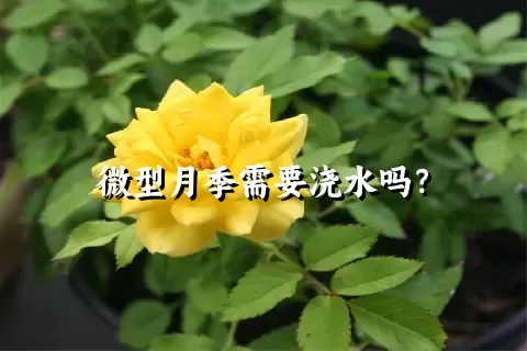 微型月季需要浇水吗？