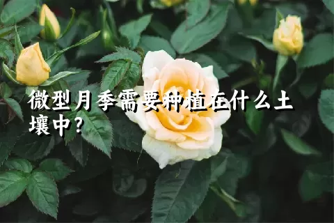 微型月季需要种植在什么土壤中？