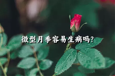 微型月季容易生病吗？