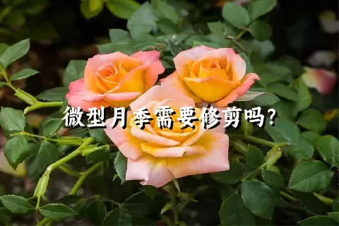 微型月季需要修剪吗？