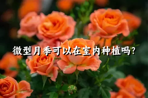 微型月季可以在室内种植吗？