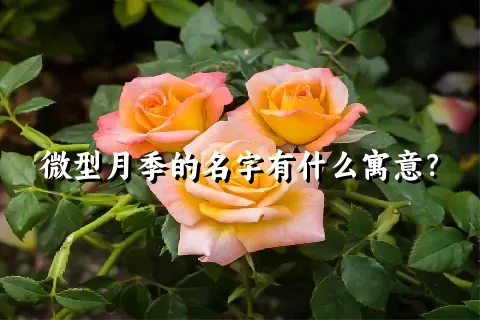 微型月季的名字有什么寓意？