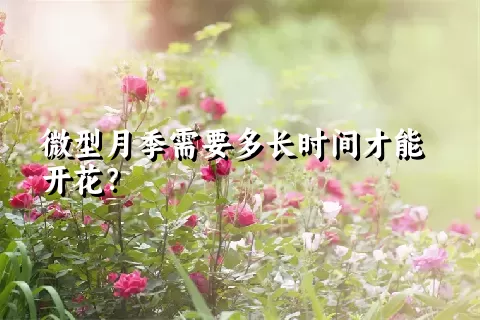 微型月季需要多长时间才能开花？