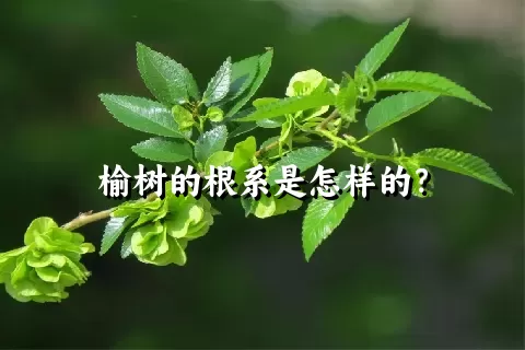 榆树的根系是怎样的？