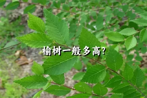 榆树一般多高？