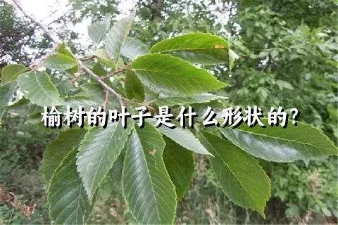 榆树的叶子是什么形状的？