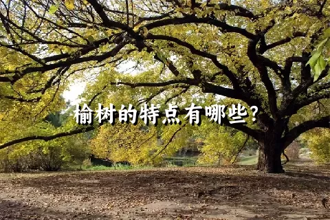 榆树的特点有哪些？