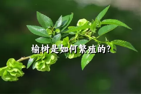 榆树是如何繁殖的？