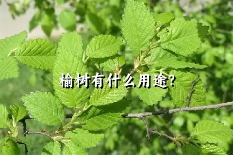 榆树有什么用途？