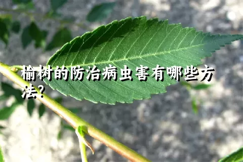 榆树的防治病虫害有哪些方法？