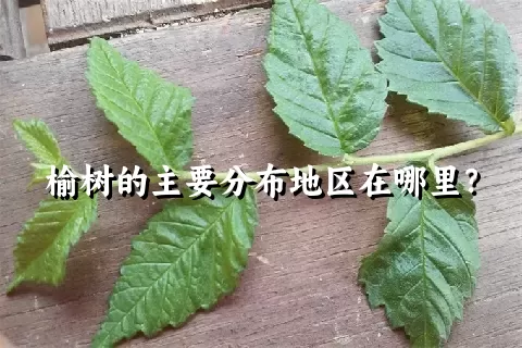 榆树的主要分布地区在哪里？