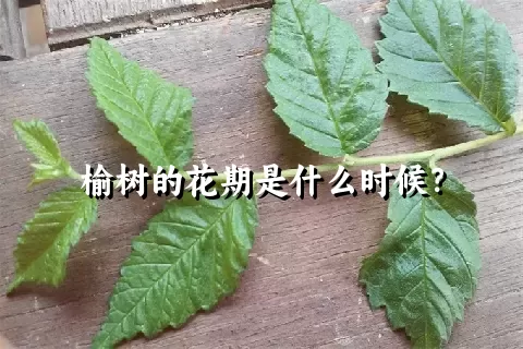 榆树的花期是什么时候？