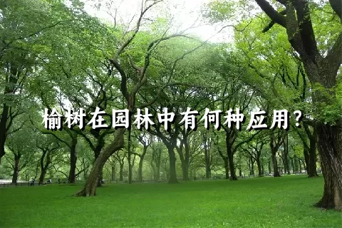 榆树在园林中有何种应用？