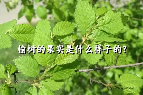 榆树的果实是什么样子的？