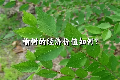 榆树的经济价值如何？