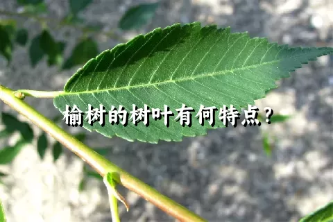 榆树的树叶有何特点？