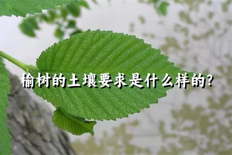 榆树的土壤要求是什么样的？