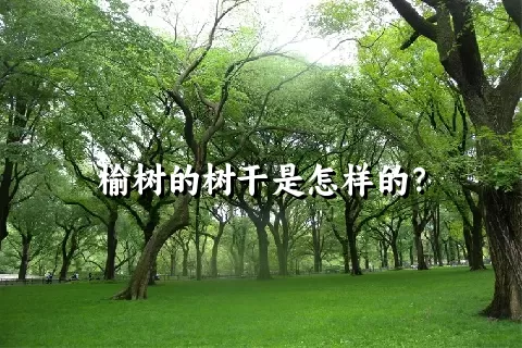 榆树的树干是怎样的？