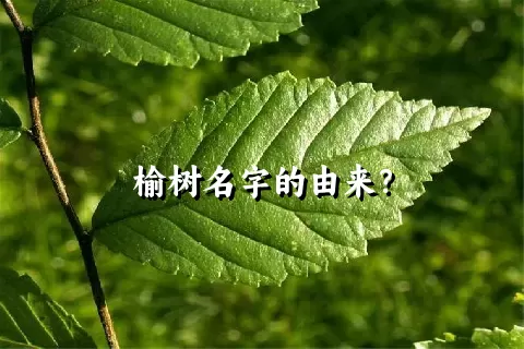 榆树名字的由来？