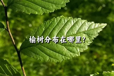 榆树分布在哪里?