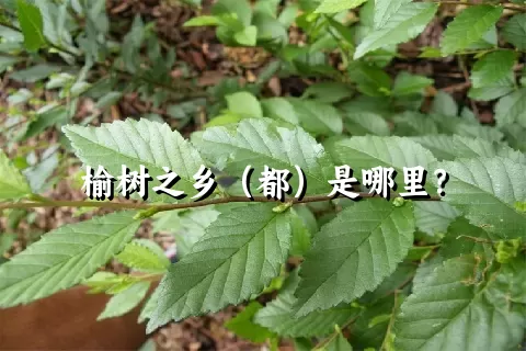 榆树之乡（都）是哪里？