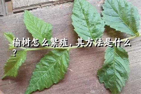 榆树怎么繁殖，其方法是什么？