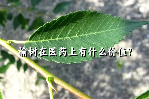 榆树在医药上有什么价值？