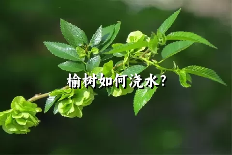 榆树如何浇水？