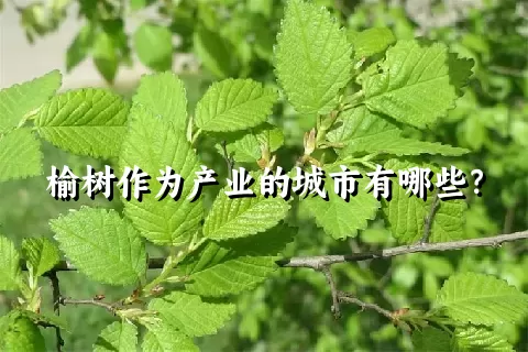 榆树作为产业的城市有哪些？