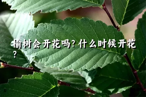 榆树会开花吗？什么时候开花？