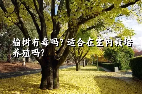 榆树有毒吗？适合在室内栽培养殖吗？