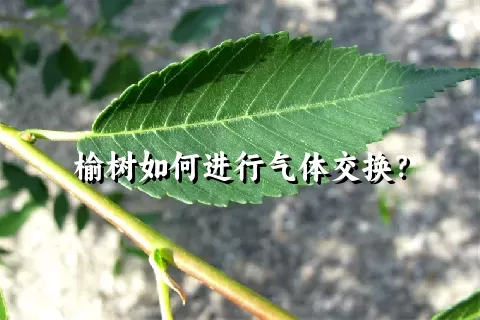 榆树如何进行气体交换？