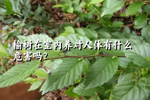 榆树在室内养对人体有什么危害吗？