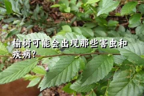 榆树可能会出现那些害虫和疾病？