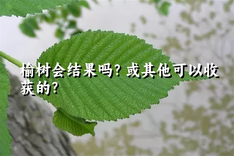 榆树会结果吗？或其他可以收获的？