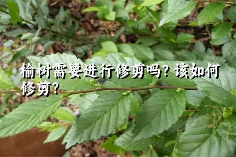 榆树需要进行修剪吗？该如何修剪？