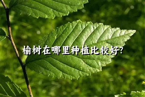 榆树在哪里种植比较好？