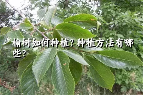 榆树如何种植？种植方法有哪些？