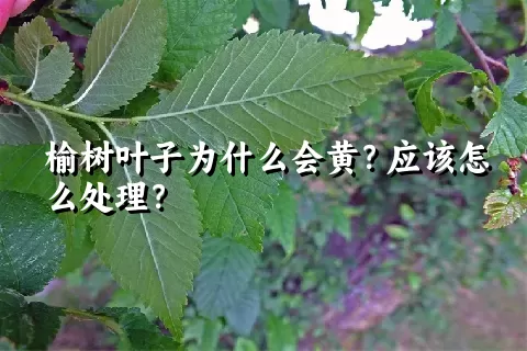 榆树叶子为什么会黄？应该怎么处理？