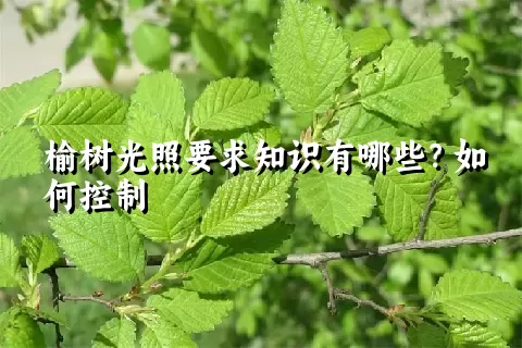 榆树光照要求知识有哪些？如何控制