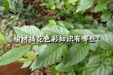 榆树插花色彩知识有哪些？